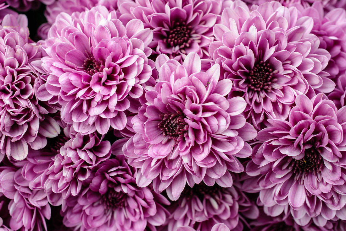 Mothers Day